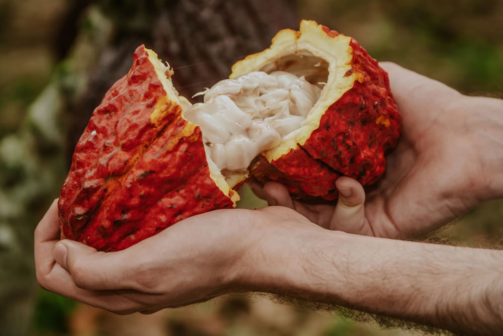 Fèves de cacao équatoriennes avec arôme et saveur