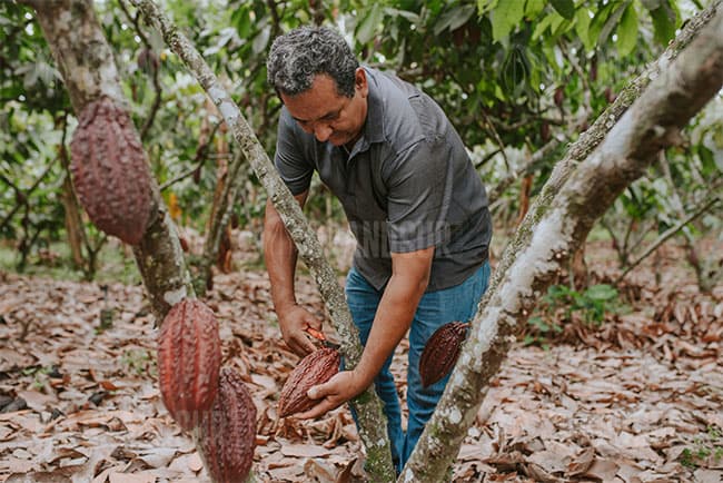 GrandSur Where does cocoa come from