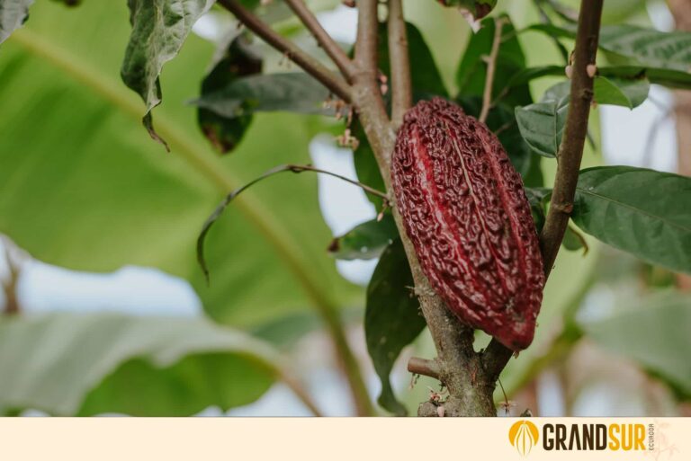 GrandSur sustainable cocoa beans variety ccn51