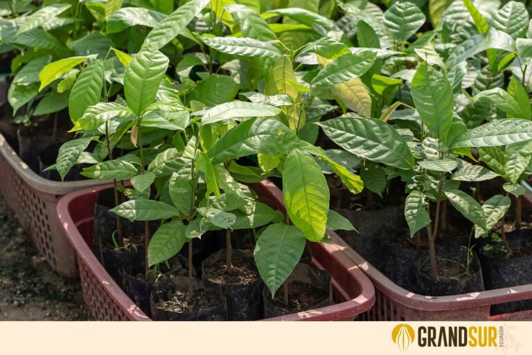 GrandSur semillas para nuevas plantas de cacao