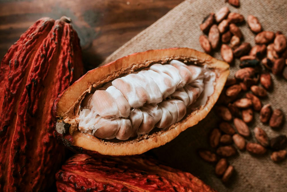 Exportateur de fèves de cacao équatoriennes